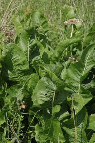 Horseradish (Armoracia rusticana), photograph