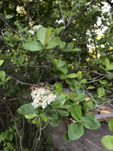 Chokeberry (Aronia melanocarpa), photograph