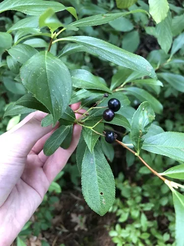 Chokeberry (Aronia melanocarpa), photograph