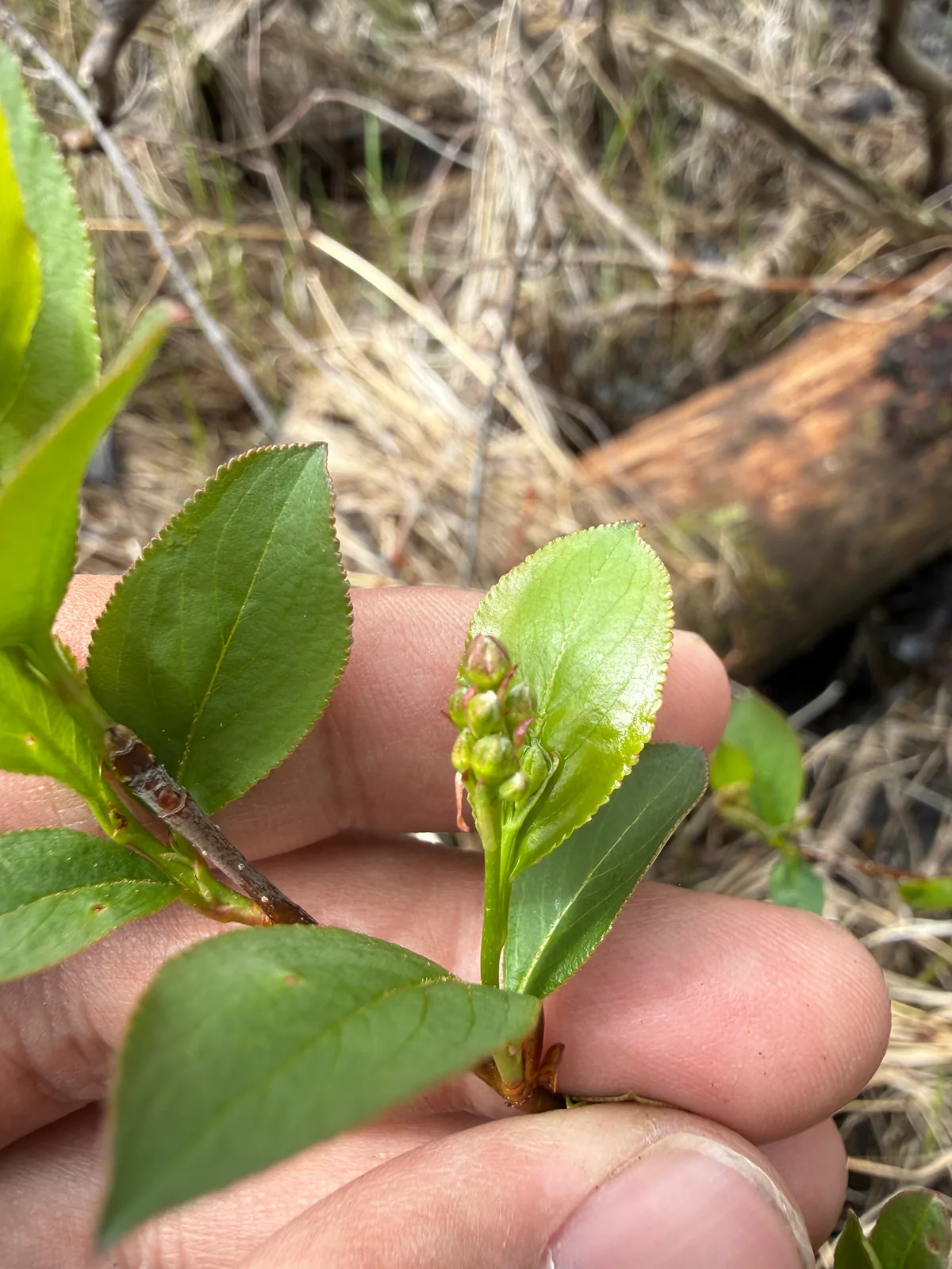 Chokeberry (Aronia melanocarpa), photograph
