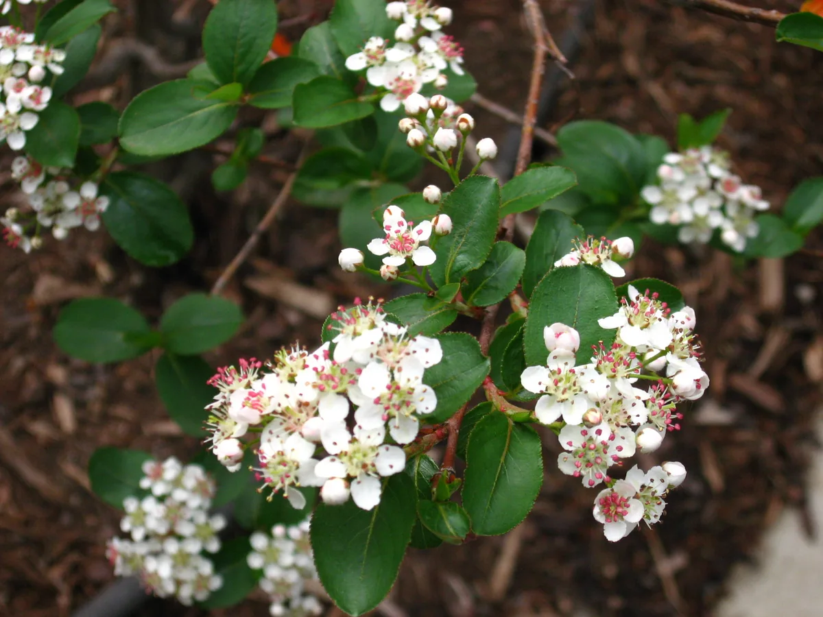 Photo: Linda N. from Chicago, USA · CC BY 2.0 · via Wikimedia Commons aronia (Aronia melanocarpa), photograph