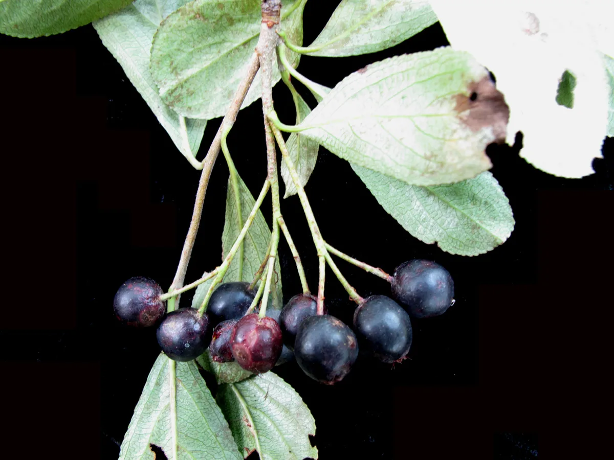 Chokeberry (Aronia melanocarpa), photograph