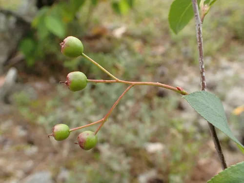 Chokeberry (Aronia melanocarpa), photograph