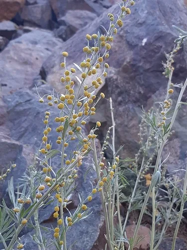 Wormwood (Artemisia absinthium), photograph