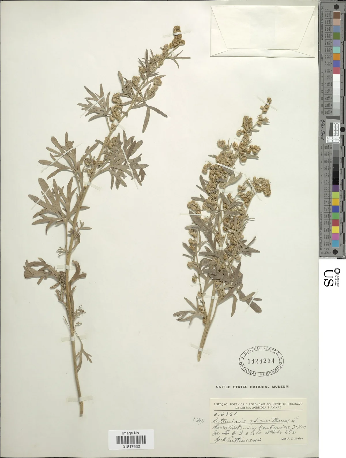 Wormwood (Artemisia absinthium), photograph
