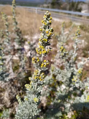 Wormwood (Artemisia absinthium), photograph