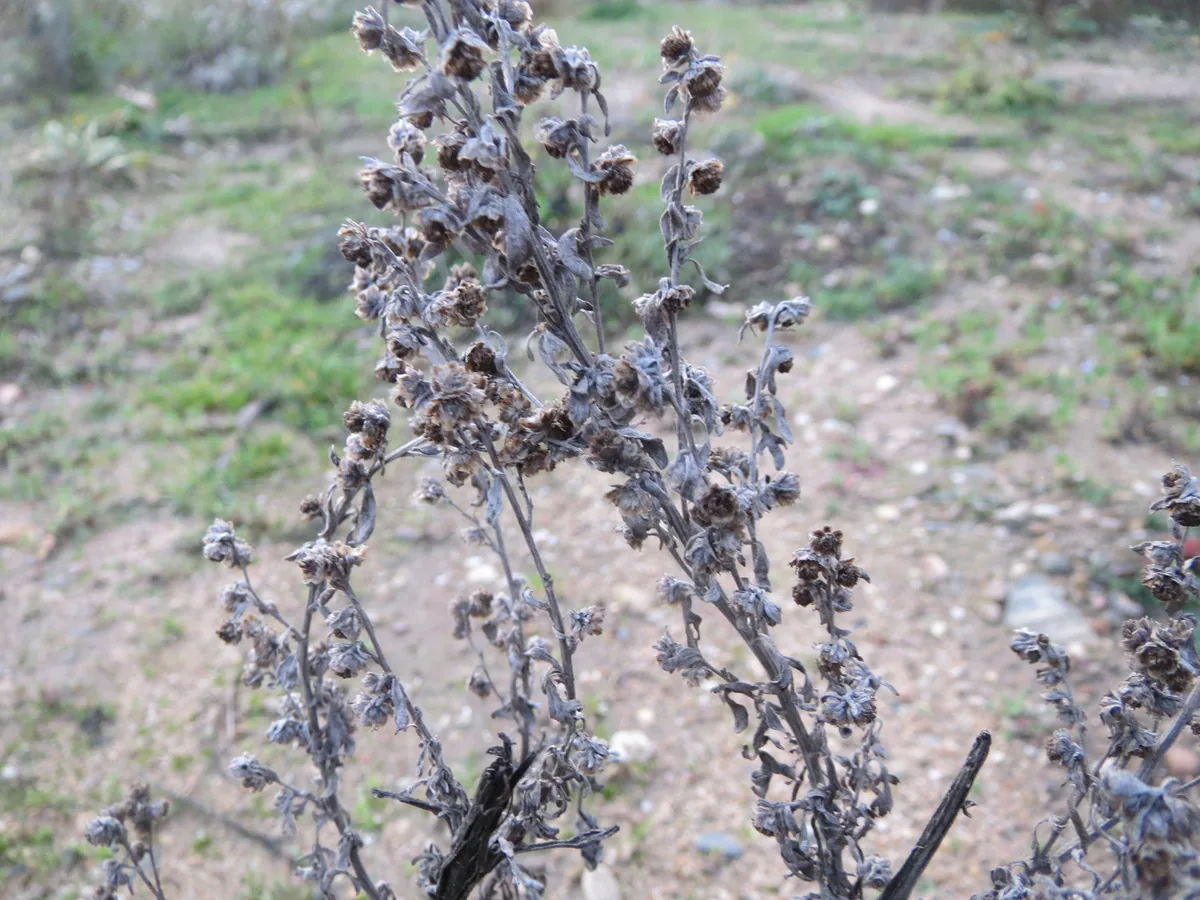Wormwood (Artemisia absinthium), photograph