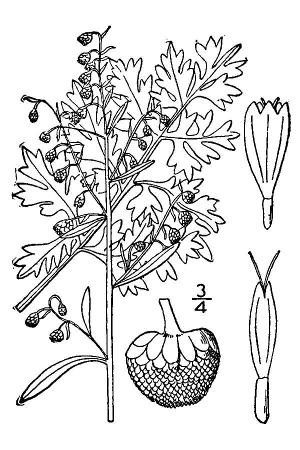 Wormwood (Artemisia absinthium), botanical illustration