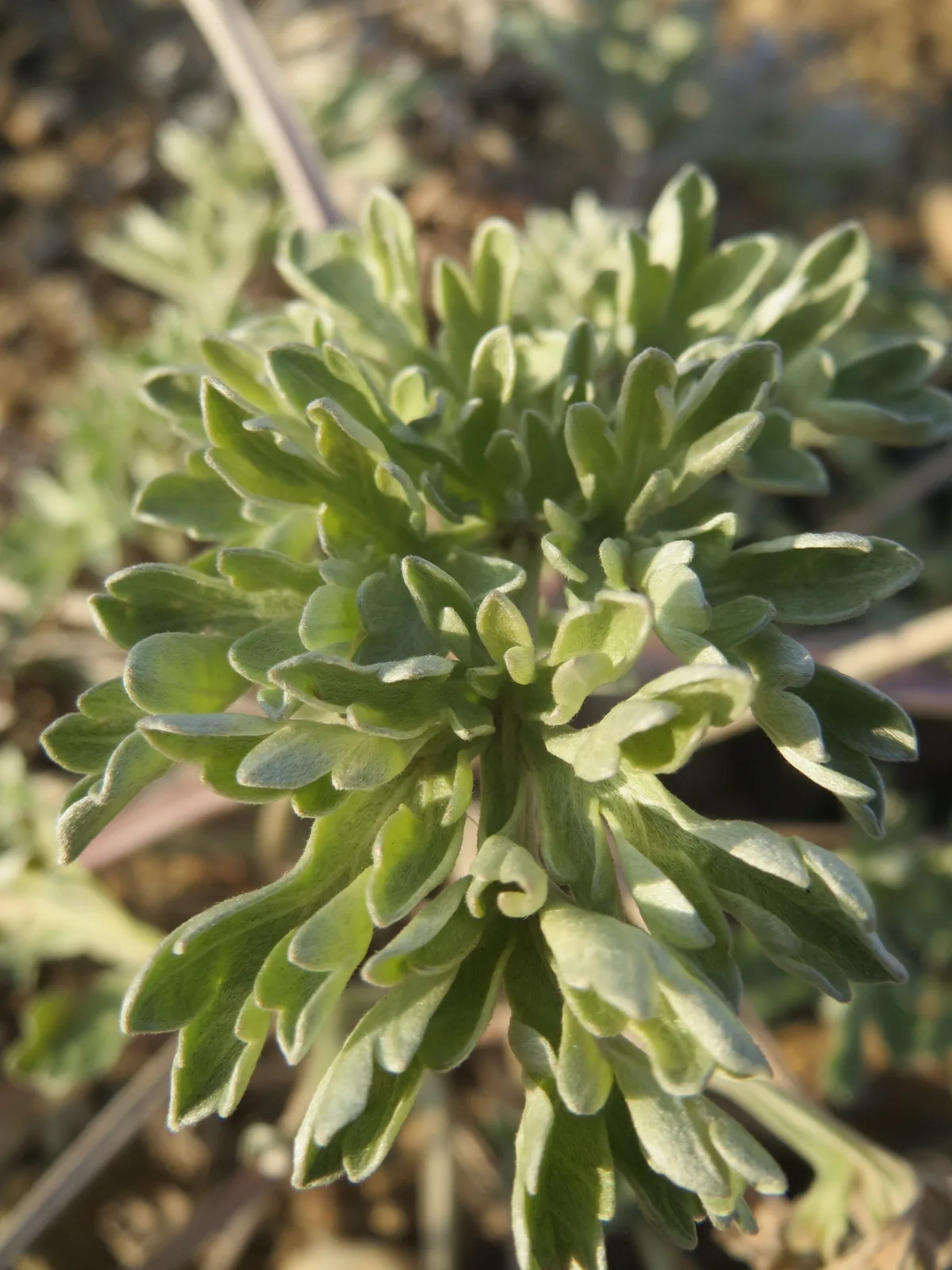 Photo: AnRo0002 · CC0 · via Wikimedia Commons wormwood (Artemisia absinthium), photograph