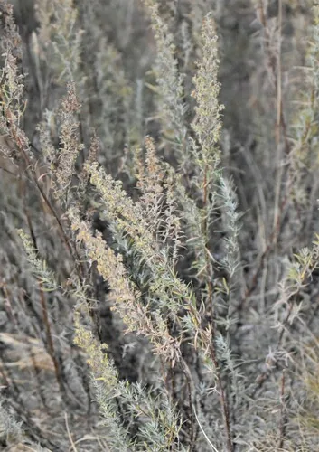 Tarragon (Artemisia dracunculus), photograph