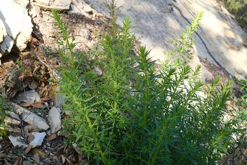 Photo: (c) paulexcoff, some rights reserved · CC BY-SA · via iNaturalist French tarragon (Artemisia dracunculus var. sativa), photograph