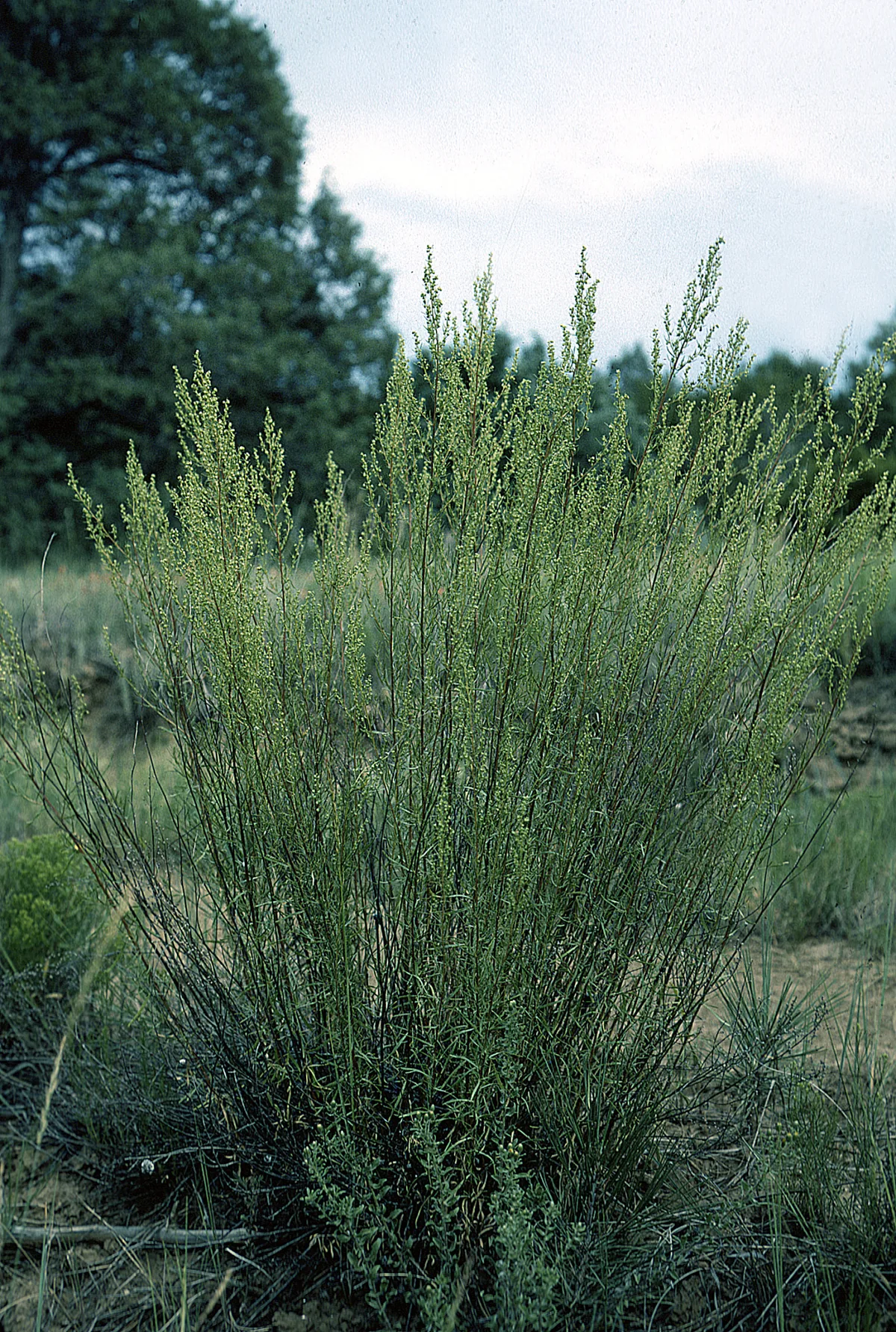 Tarragon (Artemisia dracunculus), photograph