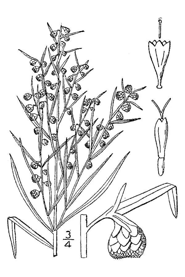 Tarragon (Artemisia dracunculus), botanical illustration