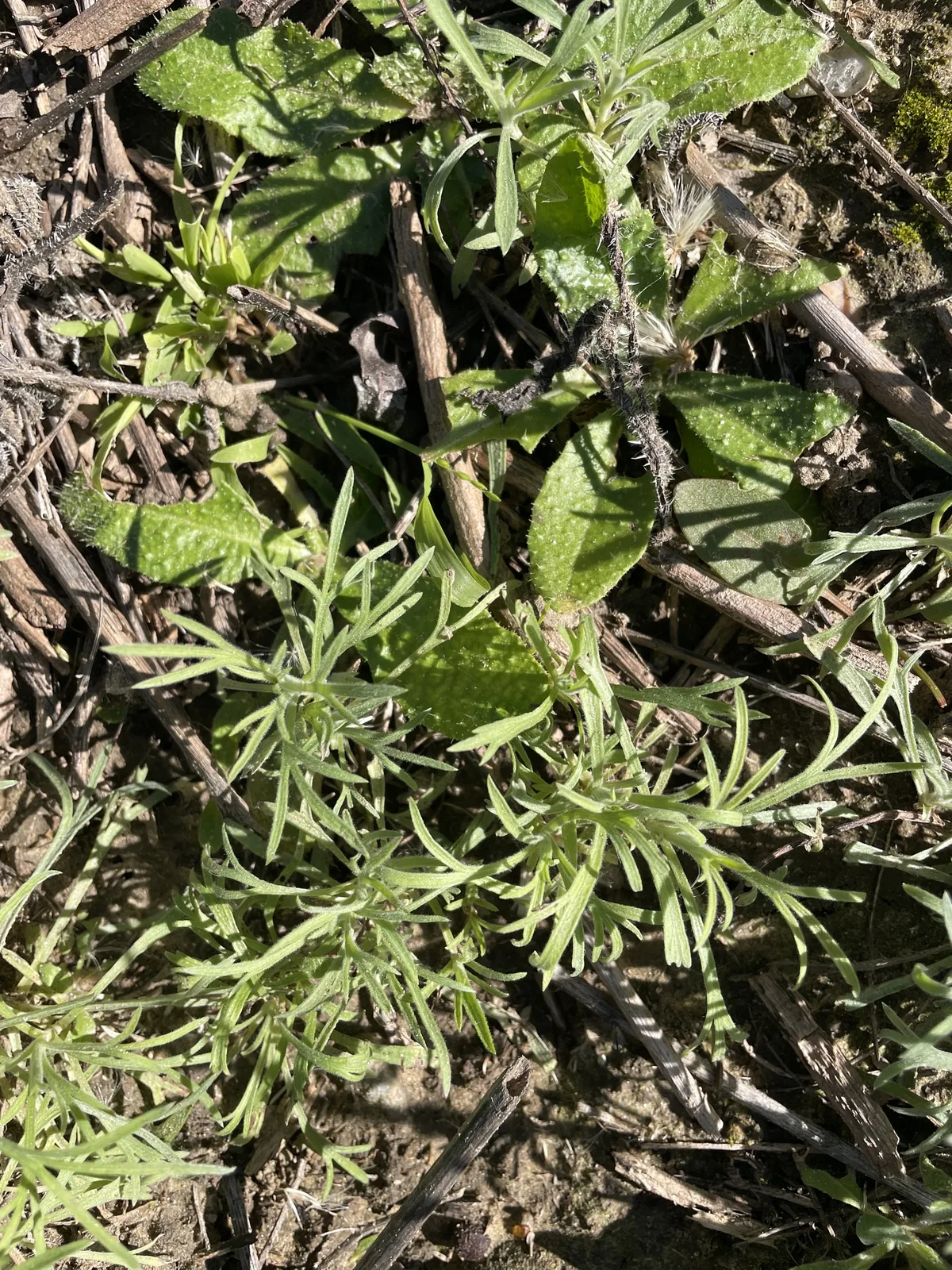 Tarragon (Artemisia dracunculus), photograph