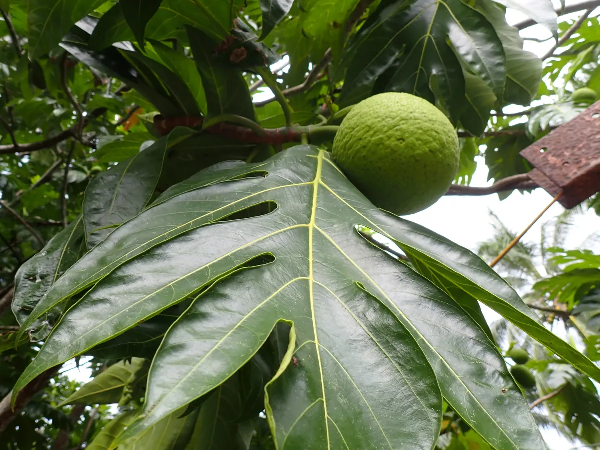 Photo: Pierre Cartier, via iNaturalist · CC0 · via GBIF breadfruit (Artocarpus altilis), photograph