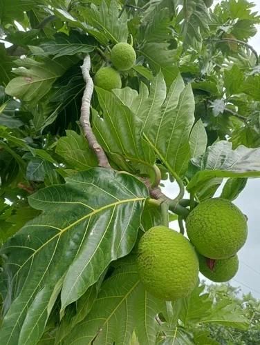 breadfruit (Artocarpus altilis), photograph