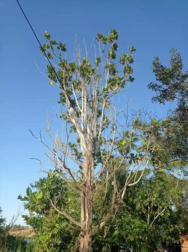 breadfruit (Artocarpus altilis), photograph