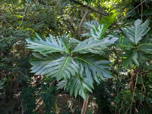 breadfruit (Artocarpus altilis), photograph