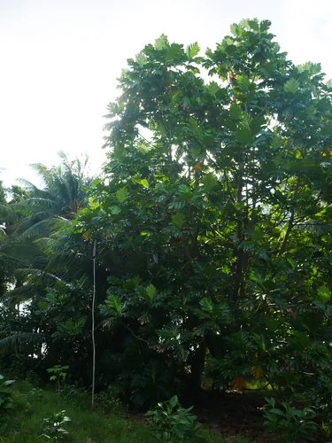 breadfruit (Artocarpus altilis), photograph