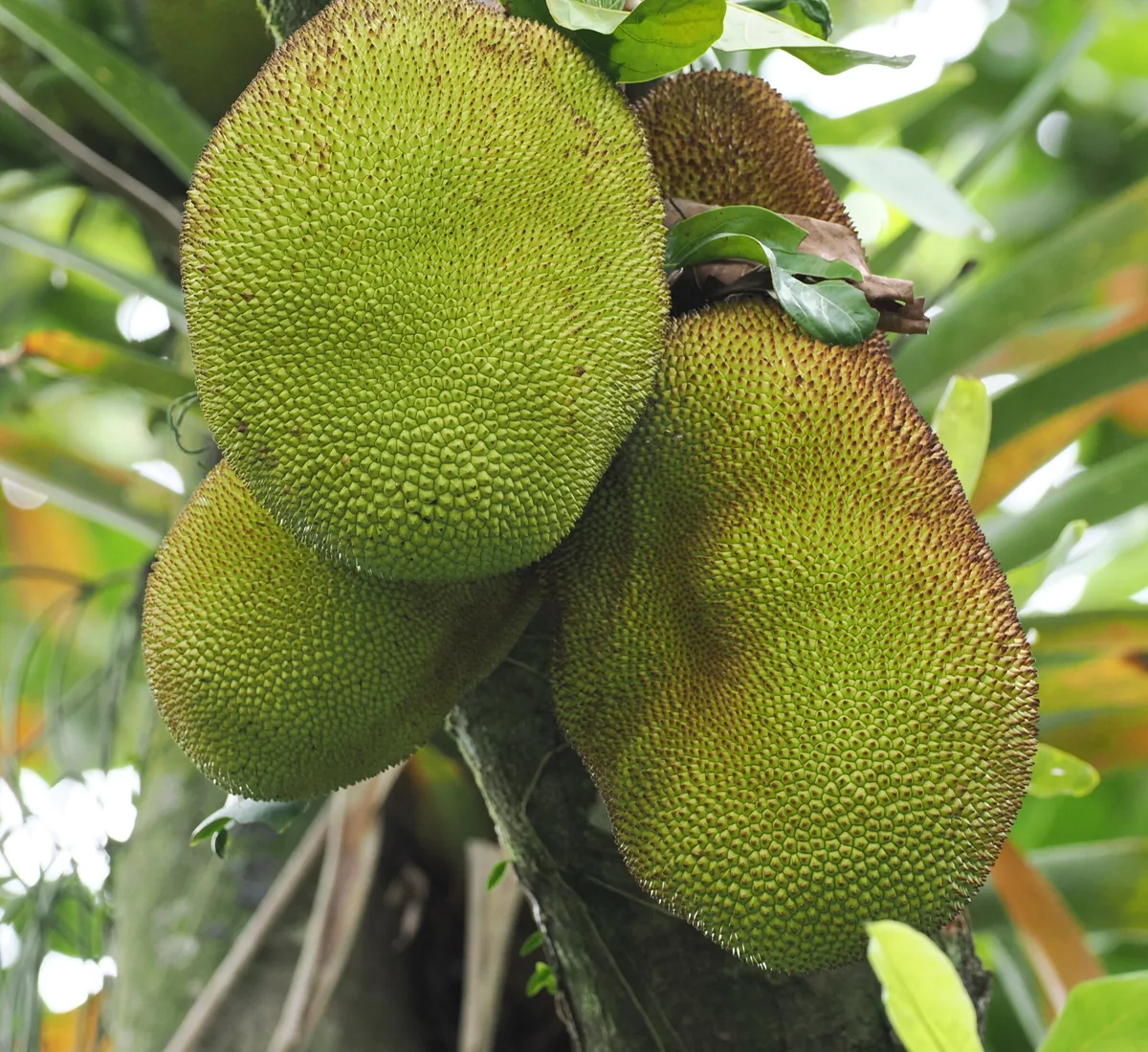 Photo: Rosario, via iNaturalist · CC BY · via GBIF jackfruit (Artocarpus heterophyllus), photograph