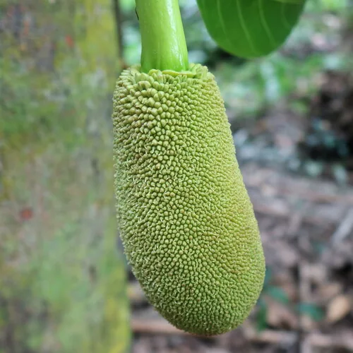 jackfruit (Artocarpus heterophyllus), photograph