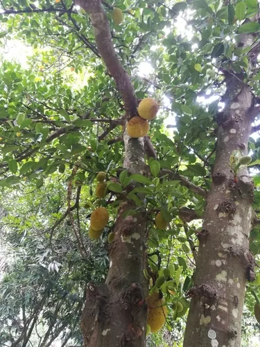 jackfruit (Artocarpus heterophyllus), photograph