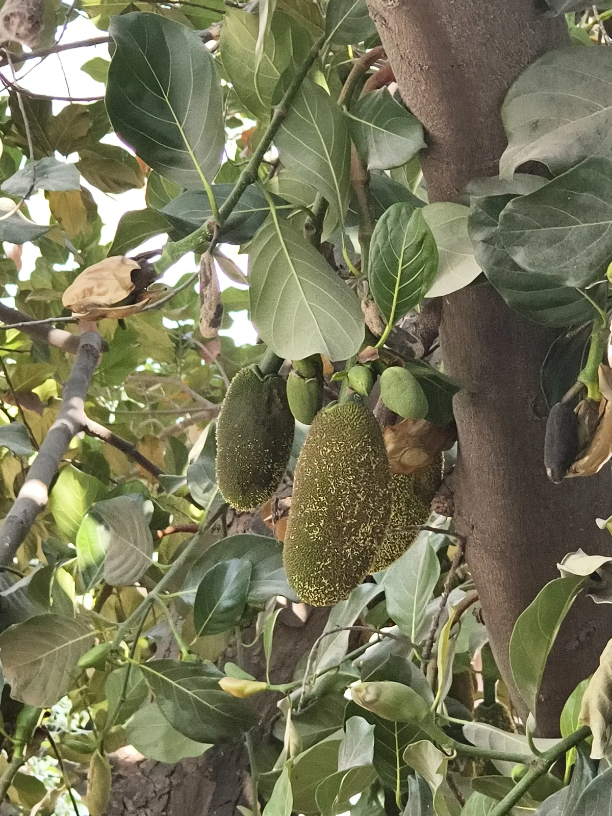 jackfruit (Artocarpus heterophyllus), photograph