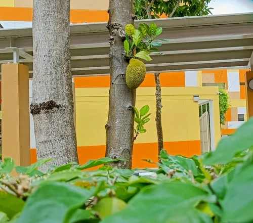 jackfruit (Artocarpus heterophyllus), photograph