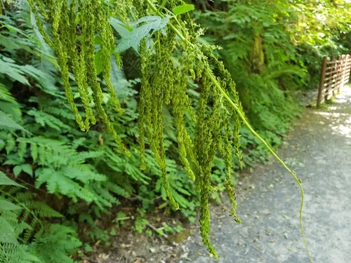 goatsbeard (Aruncus dioicus), photograph