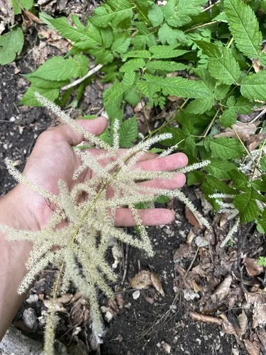 goatsbeard (Aruncus dioicus), photograph