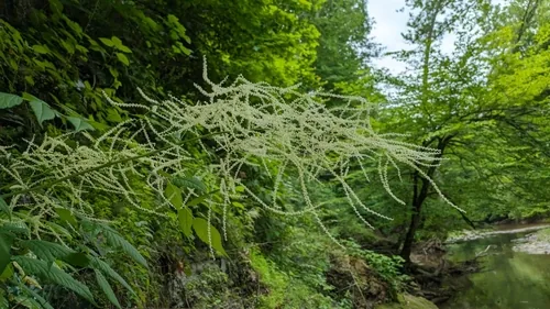 Photo: (c) Peyton Phelps, some rights reserved · CC BY · via iNaturalist goatsbeard (Aruncus dioicus), photograph