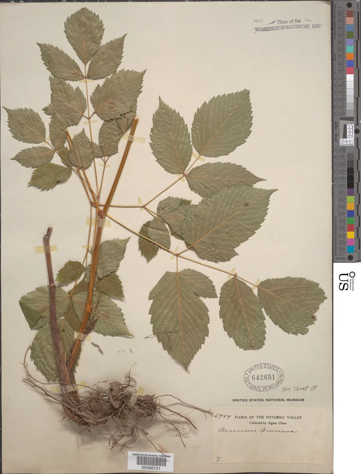 goatsbeard (Aruncus dioicus), photograph