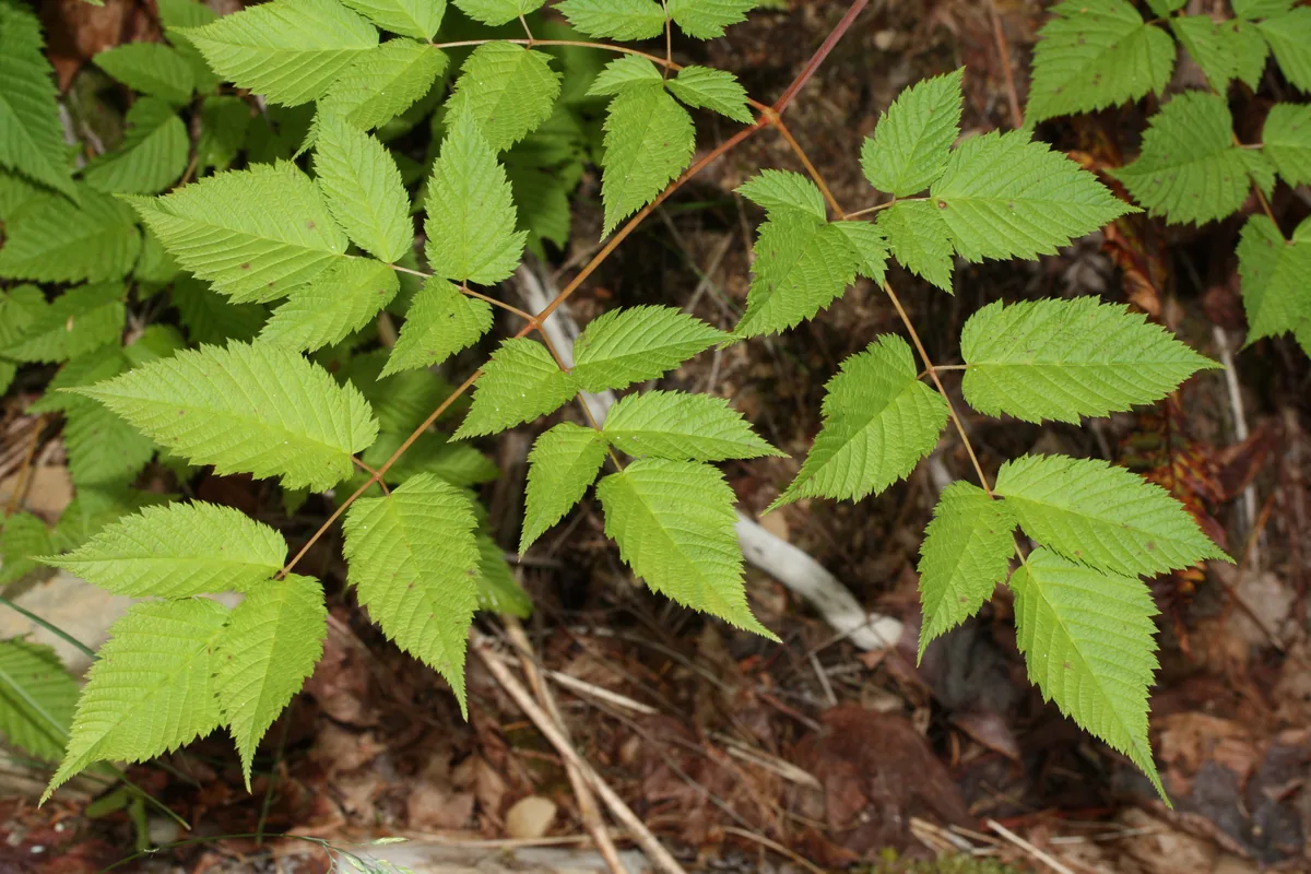 goatsbeard (Aruncus dioicus), photograph