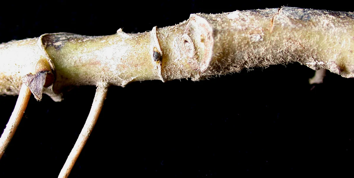 Photo: Ayotte, Gilles, 1948- (Botanical collection of Universite Laval), , via Wikimedia Commons · CC BY-SA 4.0 · via Wikimedia Commons wild ginger (Asarum canadense), photograph