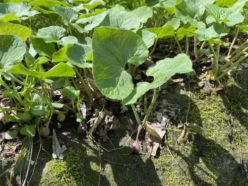 Wild Ginger (Asarum canadense), photograph