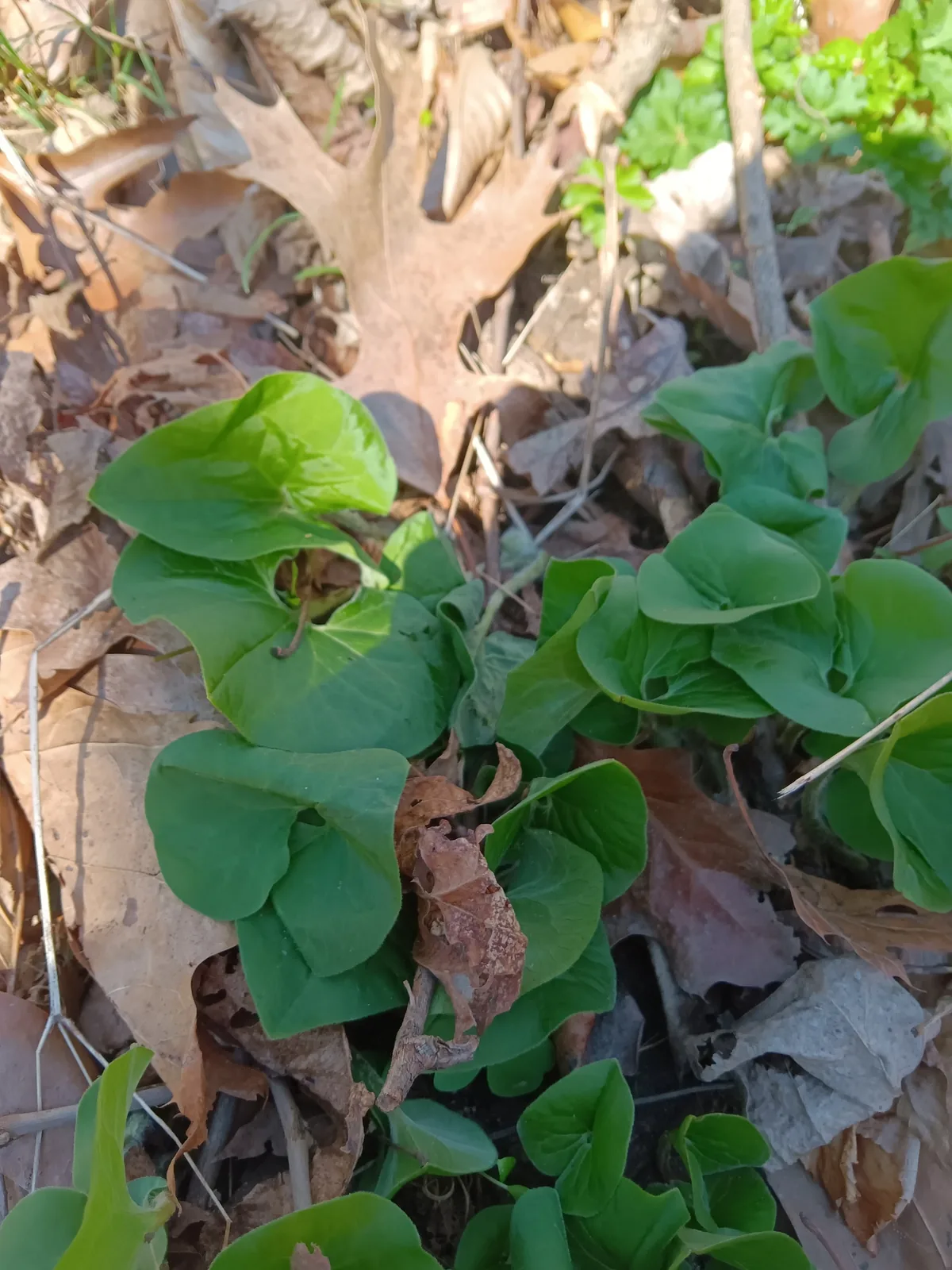 Wild Ginger (Asarum canadense), photograph
