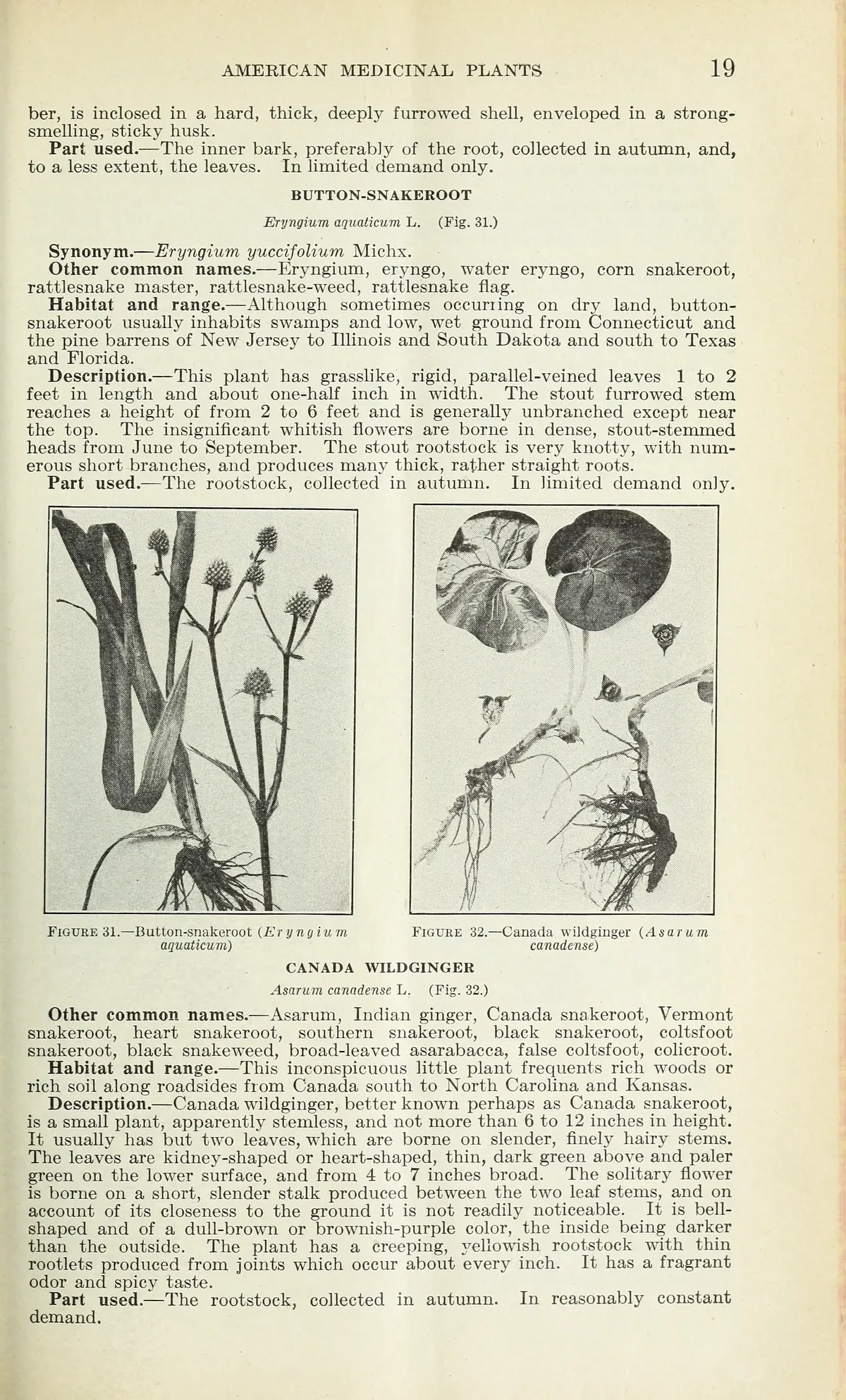 Wild Ginger (Asarum canadense), botanical illustration