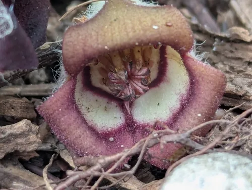 Wild Ginger (Asarum canadense), photograph