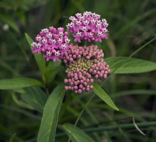 Photo: (c) aarongunnar, some rights reserved · CC BY · via iNaturalist swamp milkweed (Asclepias incarnata), photograph