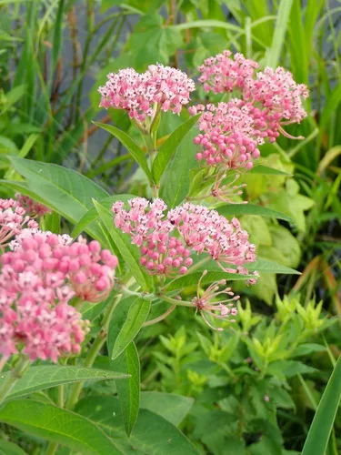 Photo: no rights reserved · cc0 · via iNaturalist Swamp Milkweed (Asclepias incarnata), photograph