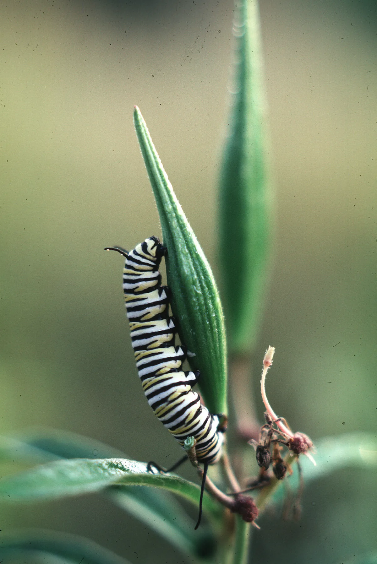 Swamp Milkweed (Asclepias incarnata), photograph