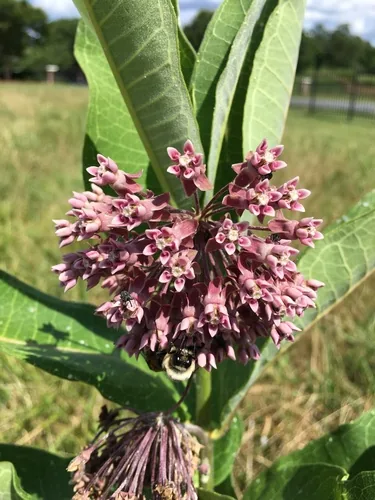 Common Milkweed (Asclepias syriaca), photograph