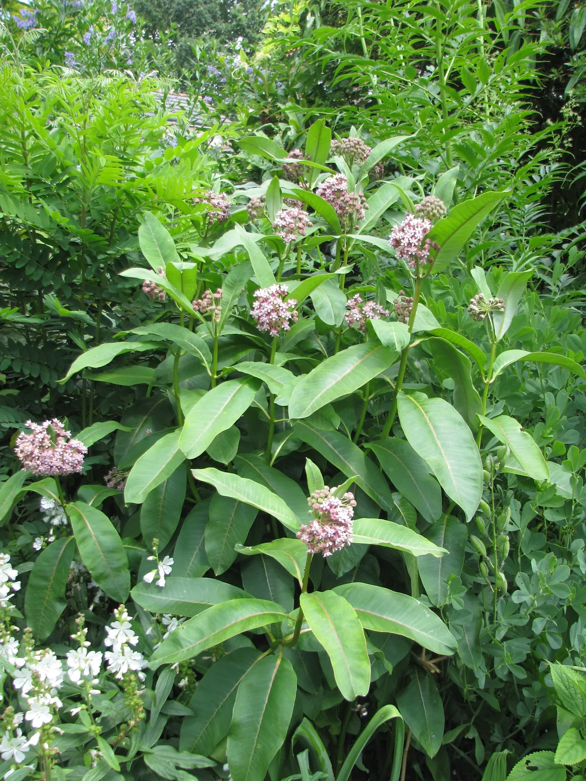 Common Milkweed (Asclepias syriaca), photograph