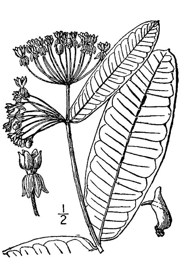 Common Milkweed (Asclepias syriaca), botanical illustration