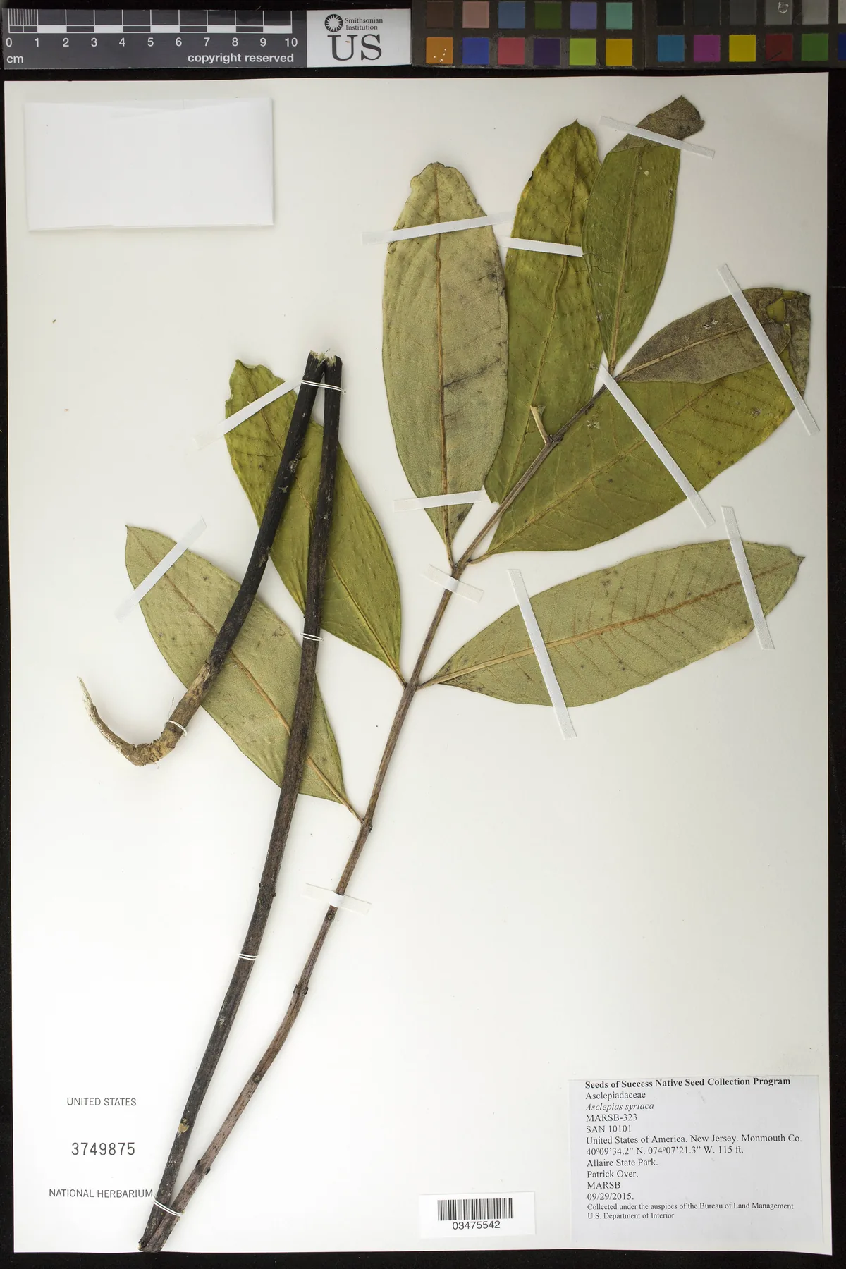 Common Milkweed (Asclepias syriaca), photograph