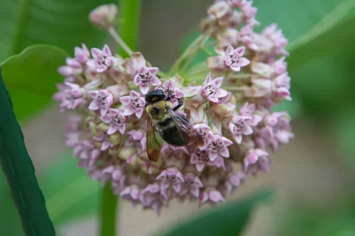 Photo: (c) Terry Woodward, some rights reserved · CC BY · via iNaturalist common milkweed (Asclepias syriaca), photograph
