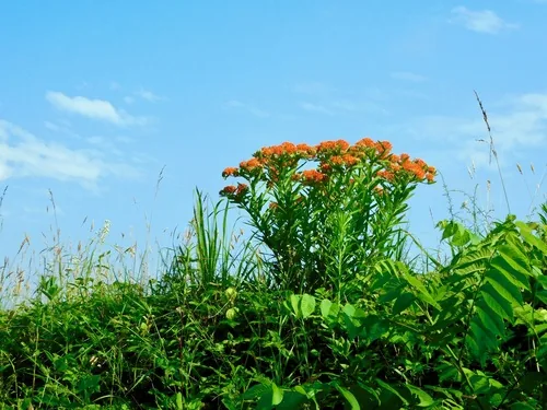 Butterfly Weed (Asclepias tuberosa), photograph