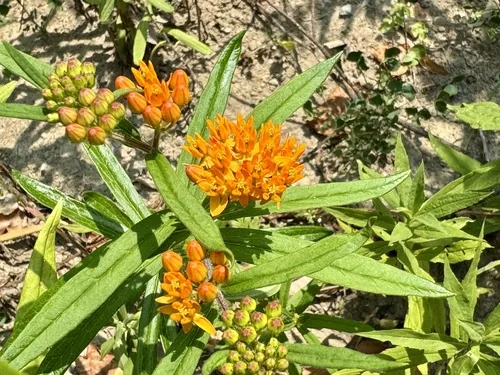 butterfly weed (Asclepias tuberosa), photograph