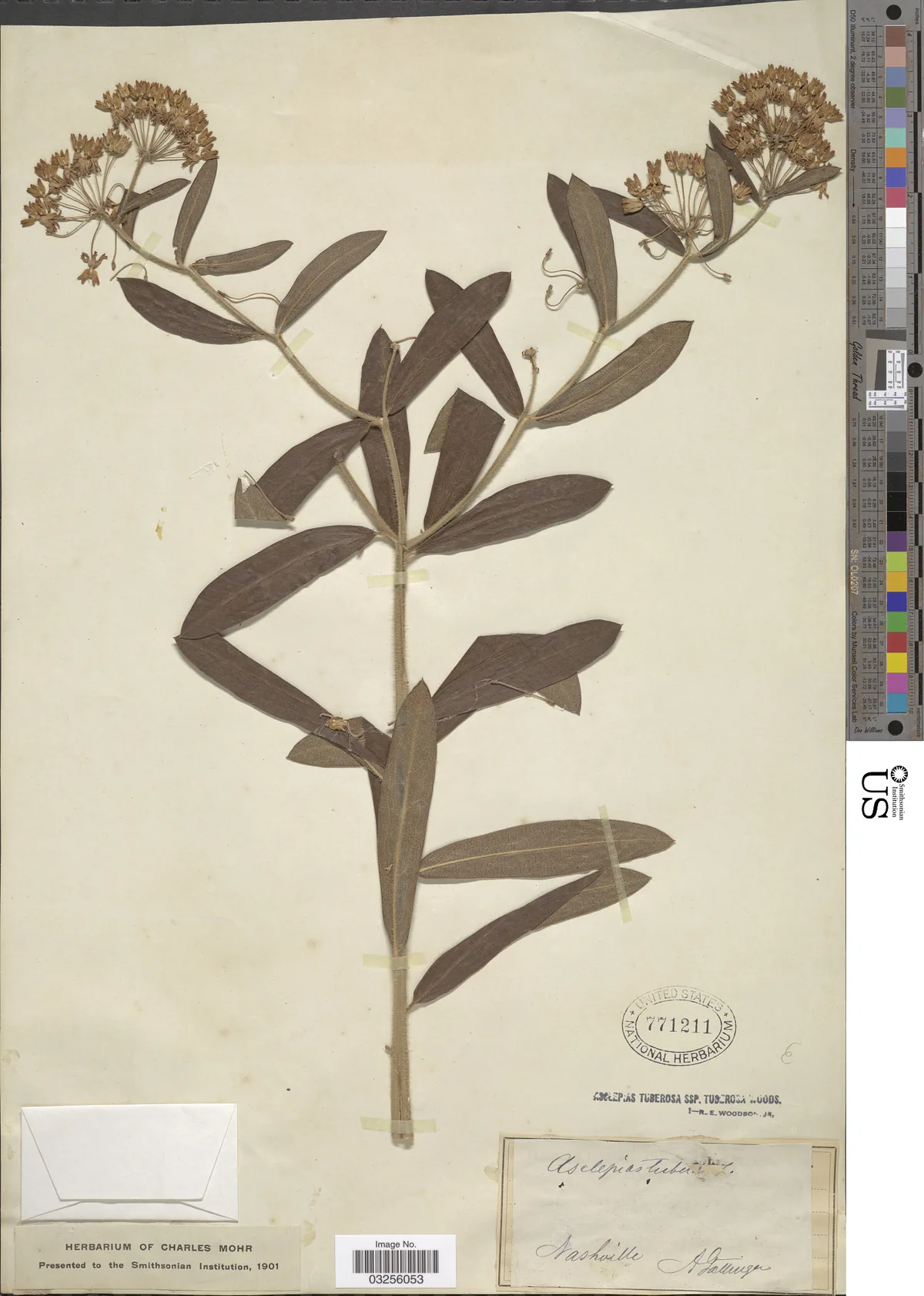 Butterfly Weed (Asclepias tuberosa), photograph