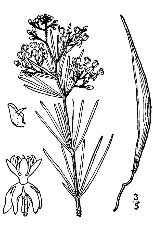 Whorled Milkweed (Asclepias verticillata), botanical illustration